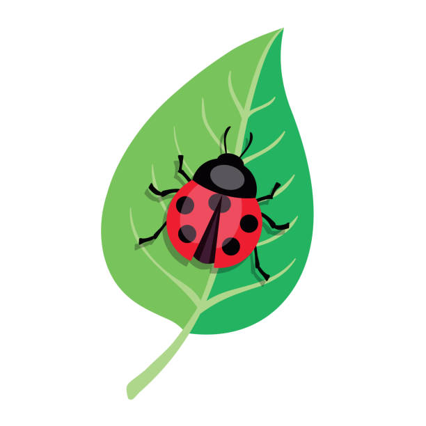 coccinella